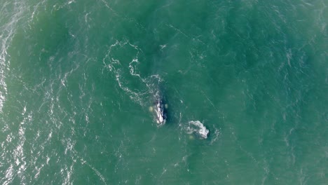 aerial top view of a whale swimming in green ocean water