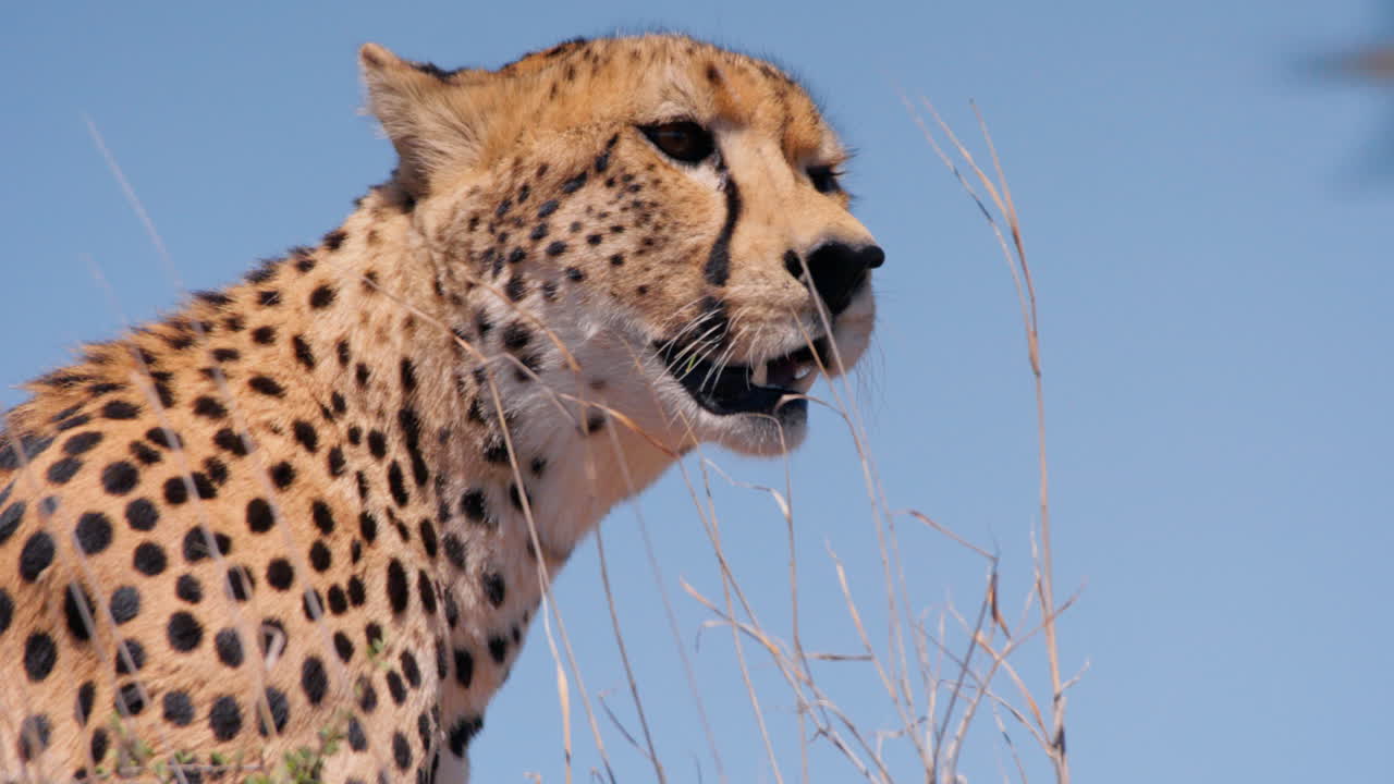 Close up of a cheetah's head gasping and looking through the savannah