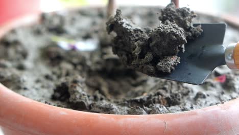 planting a houseplant