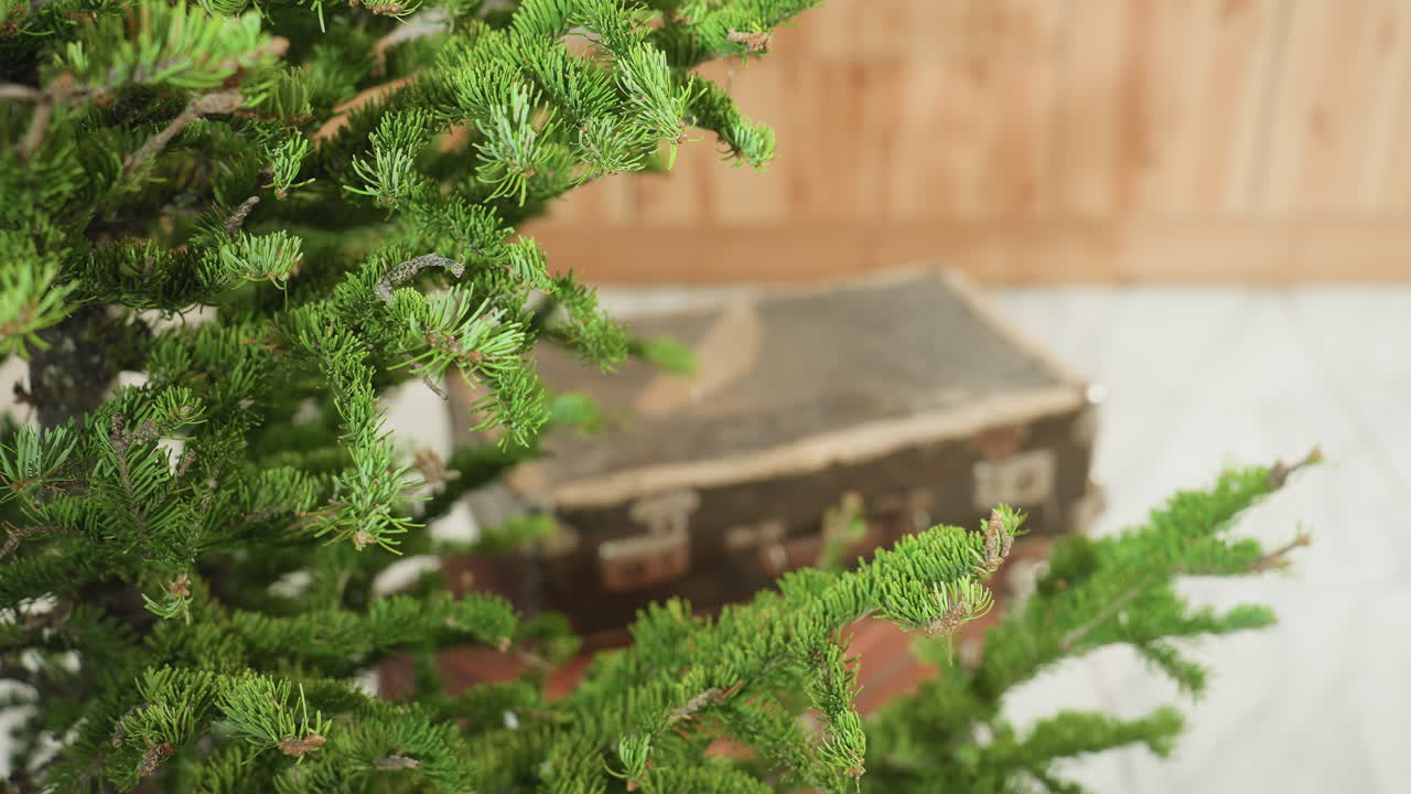 Close-up view of tree branches with lush green leaves in focus, with vintage box in background, capturing festive atmosphere with rustic charm in cozy home setting