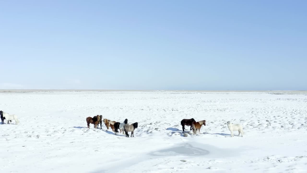 A high-quality drone captures stunning movie-like scenes of horses roaming through the snowy landscape of Iceland