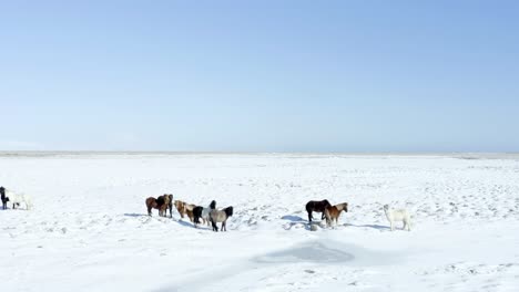 A-high-quality-drone-captures-stunning-movie-like-scenes-of-horses-roaming-through-the-snowy-landscape-of-Iceland