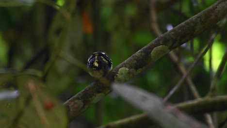 Black-and-yellow-Broadbill,-Eurylaimus-ochromalus,-Thailand