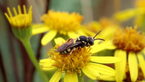 closeup of a solitary wasp resting on a ragwort flower