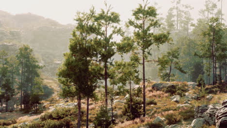 una vista panorámica de un bosque con pinos y montañas