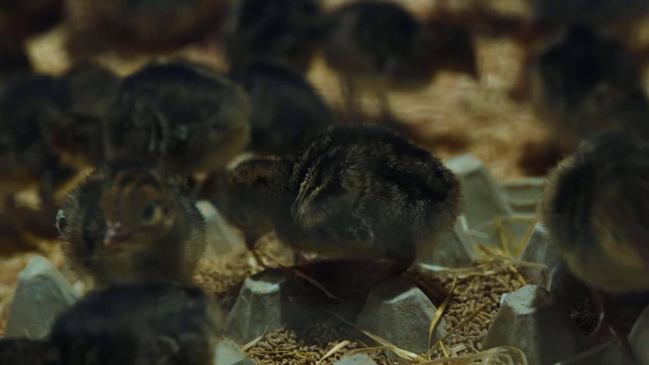 Young turkey poults by food tray, in indoor farm, walking over it