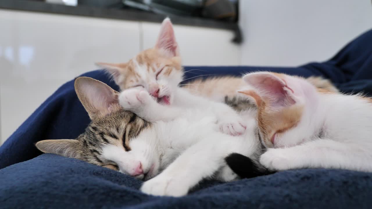 Dolce famiglia di gatti che si coccola e si pulisce le zampe sul divano di casa, primo piano