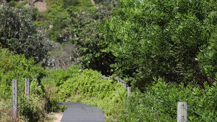 Progressione lungo un sentiero forestale verde lussureggiante