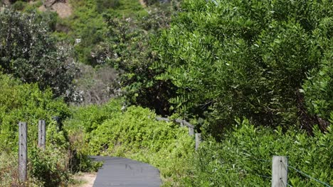 progression through a lush green forest trail