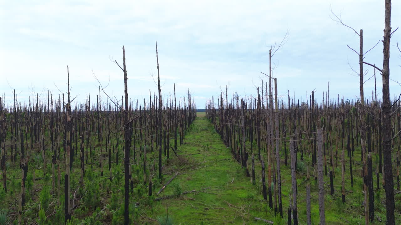 Drone shot of charred trees from a forest fire in a commercial wooded area. Argentina. 4k.