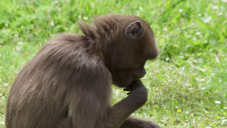 Macaque monkey close up pulling grass from the ground and scratching head with back foot