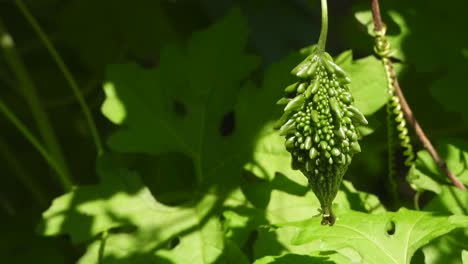 Melón-Amargo-Verde.-Verde---Mp4