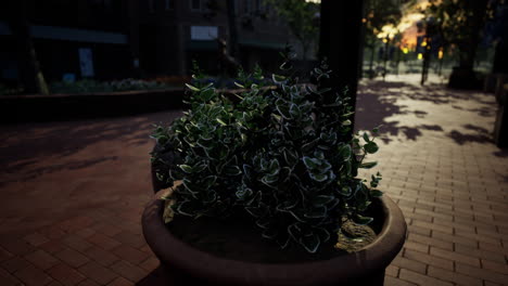 Decorative-pots-with-plants-on-the-sidewalk