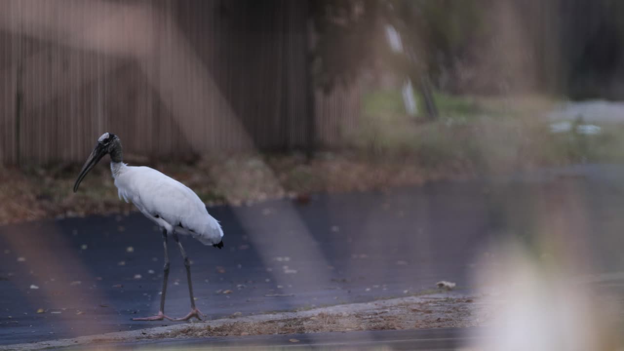 A solitary wood stork stands on a log near a calm body of water with soft, natural lighting