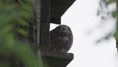 Wilde,-Flauschige-Kleine-Eule,-Die-Mit-Verschwommener-Natürlicher-Umgebung-Hockt