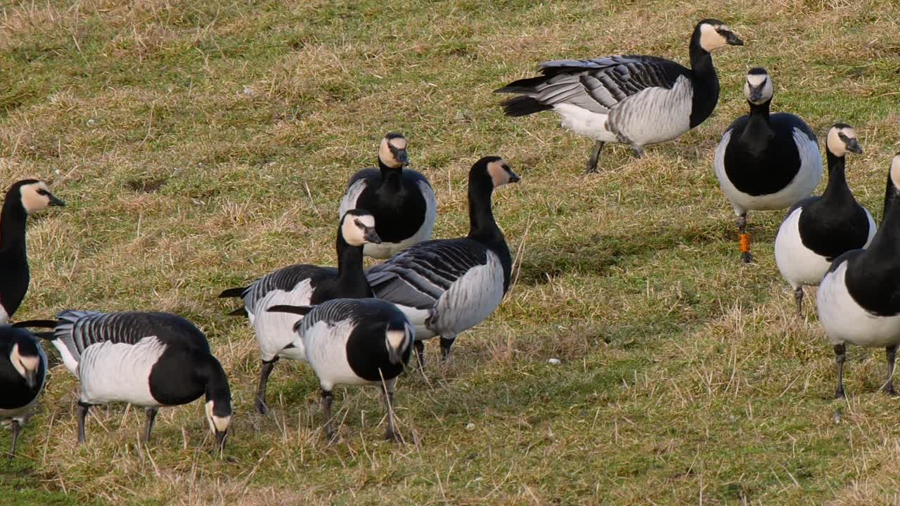 un grupo de gansos percebes pastando en un campo en el centro de humedales caerlaverock south west escocia