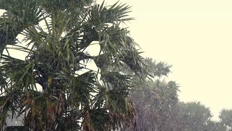 monsoon rain pouring down on a palm tree