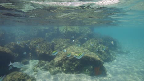 underwater view of tropical fish at peanut island, florida