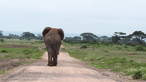 african elephant big bull sauntering, on a road, back view shot, amboseli n