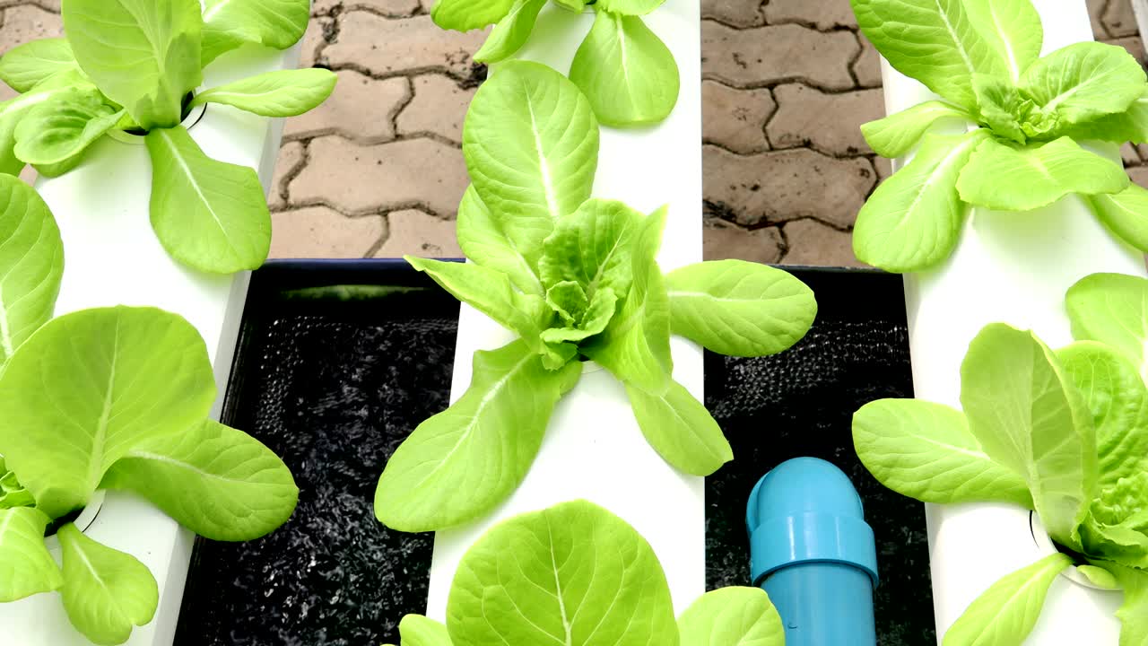 유기농 수확 채소 농장