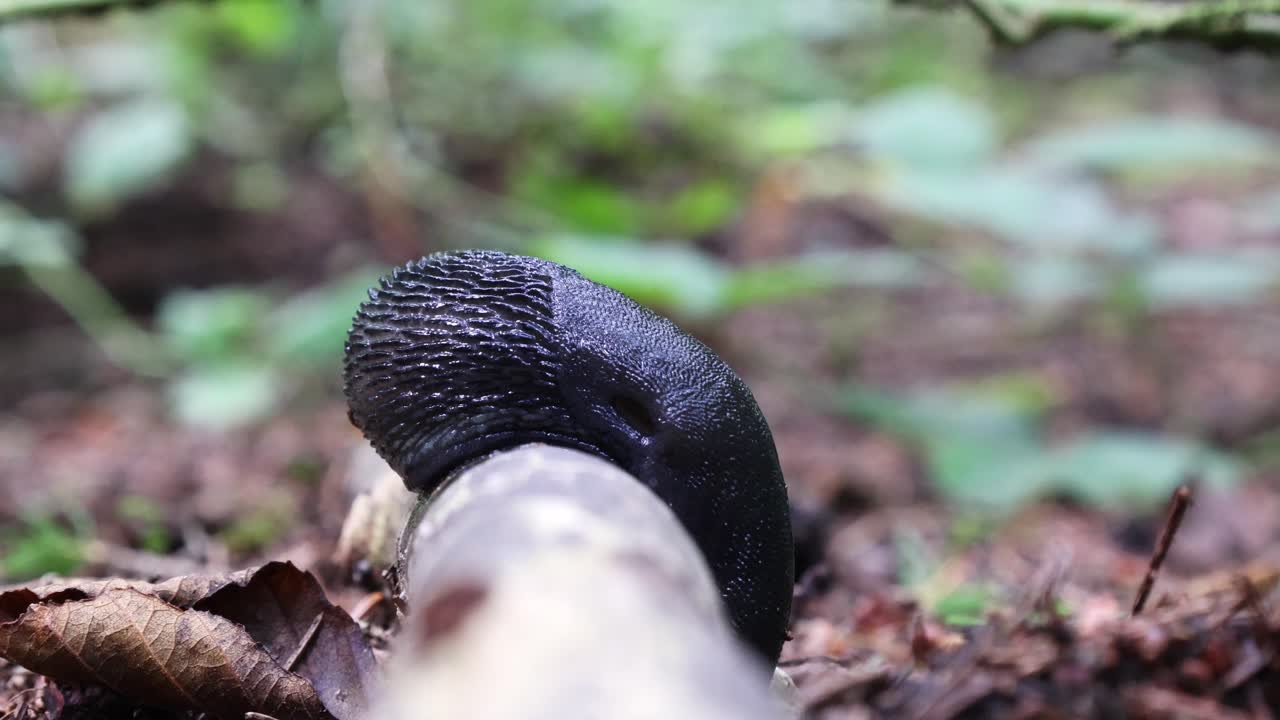 caracol negro en el bosque en una rama