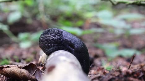 Schwarze-Schnecke-Im-Wald-Auf-Einem-Ast