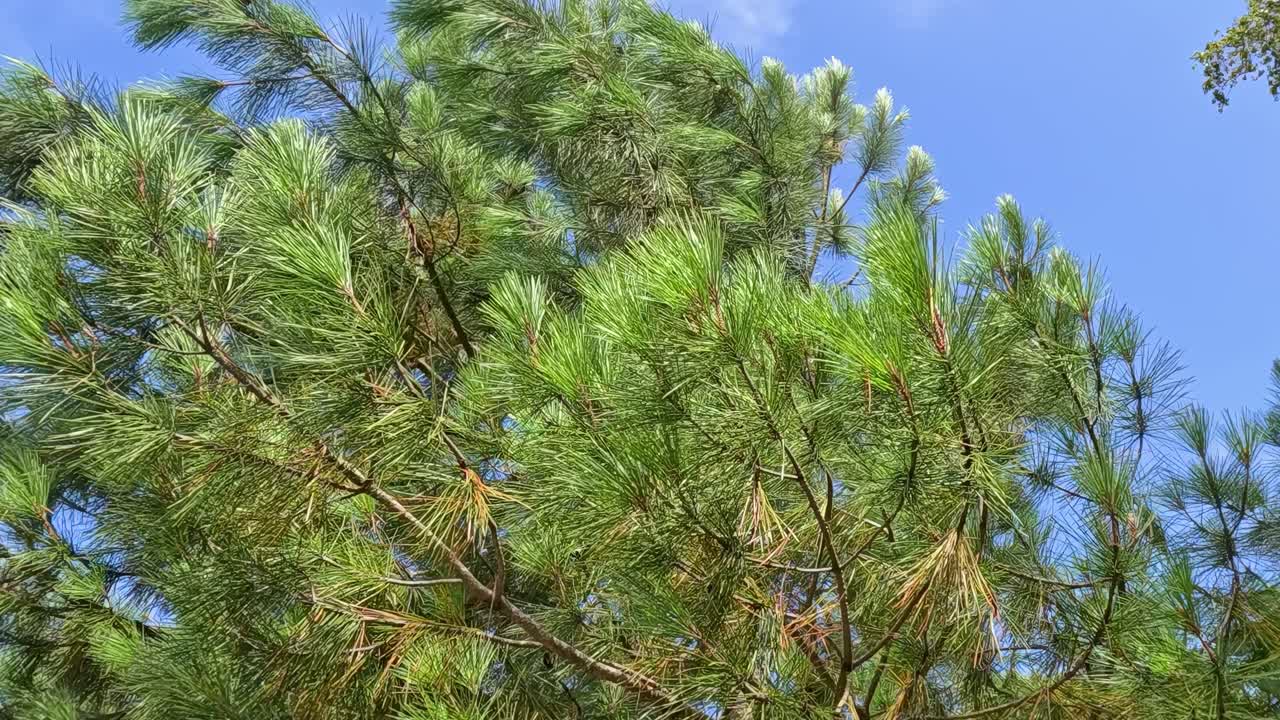 은 파란 하늘 에서 나무들이 부드럽게 흔들리고