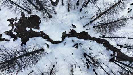 Overhead-view-revealing-burnt-black-pine-trees,-Caldor-forest-fire-in-Lake-Tahoe,-California-Nevada