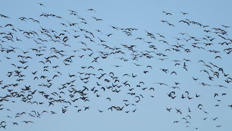 Thousands-of-geese-flying-above-field-and-eating-cereal