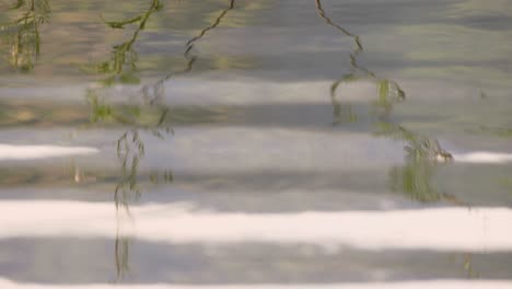 reflejos de la vida vegetal con efecto dominó de cerca