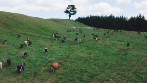 grassland in new zealand at rural cow ranch, green lush paddock, aerial