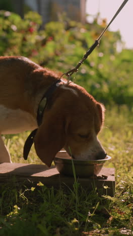 perro en correa comiendo de un cuenco de metal colocado en una tabla de madera en un exuberante jardín al aire libre bajo la cálida luz del sol, con otro cuenco vacío cerca, rodeado de vegetación vibrante