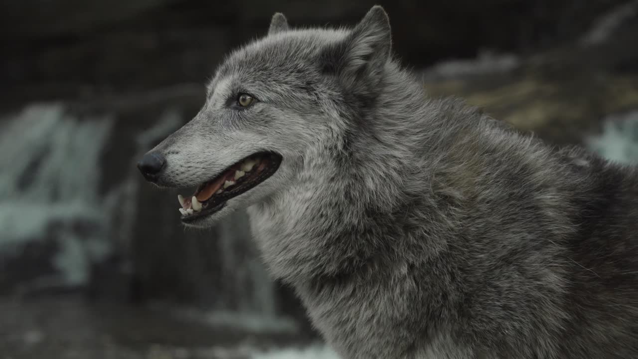 A gray wolf stands alert with mouth open, staring ahead near a rushing stream — a portrait of power, curiosity, and wilderness energy.