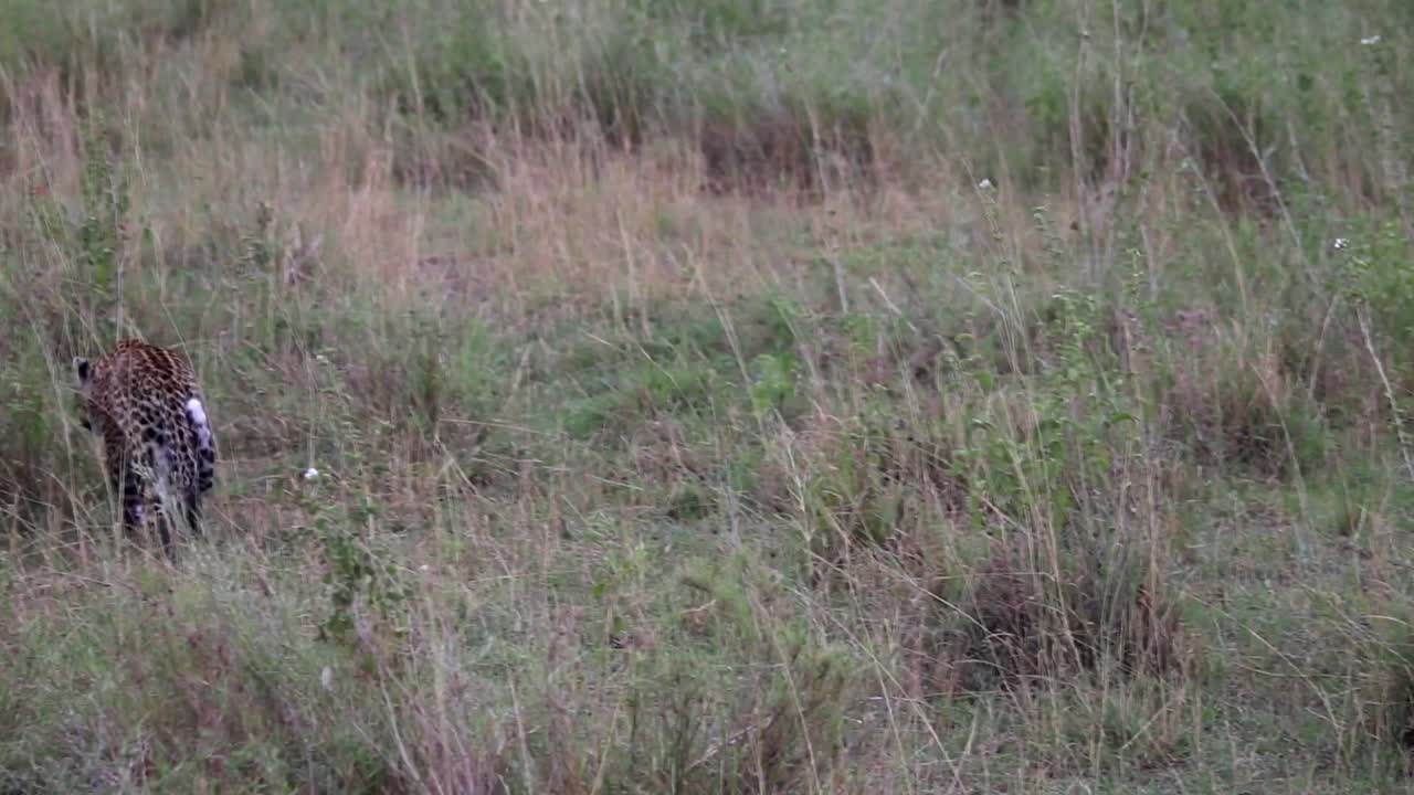 Ripresa in movimento di un cucciolo di leopardo che segue la madre nella savana africana.