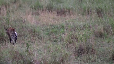 Tracking-shot-of-leopard-cub-following-its-mother-in-African-savannah