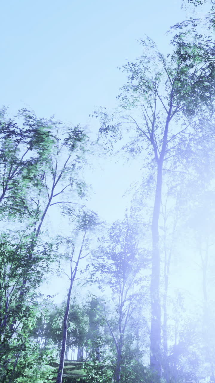 Morning sunlight filters through a dense forest canopy