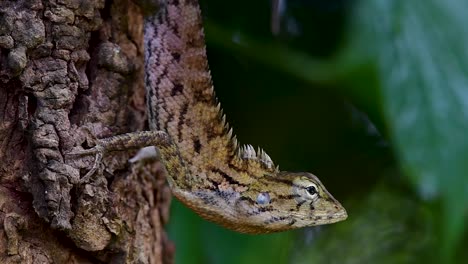 the oriental garden lizard is also called the eastern garden lizard, bloodsucker and changeable lizard