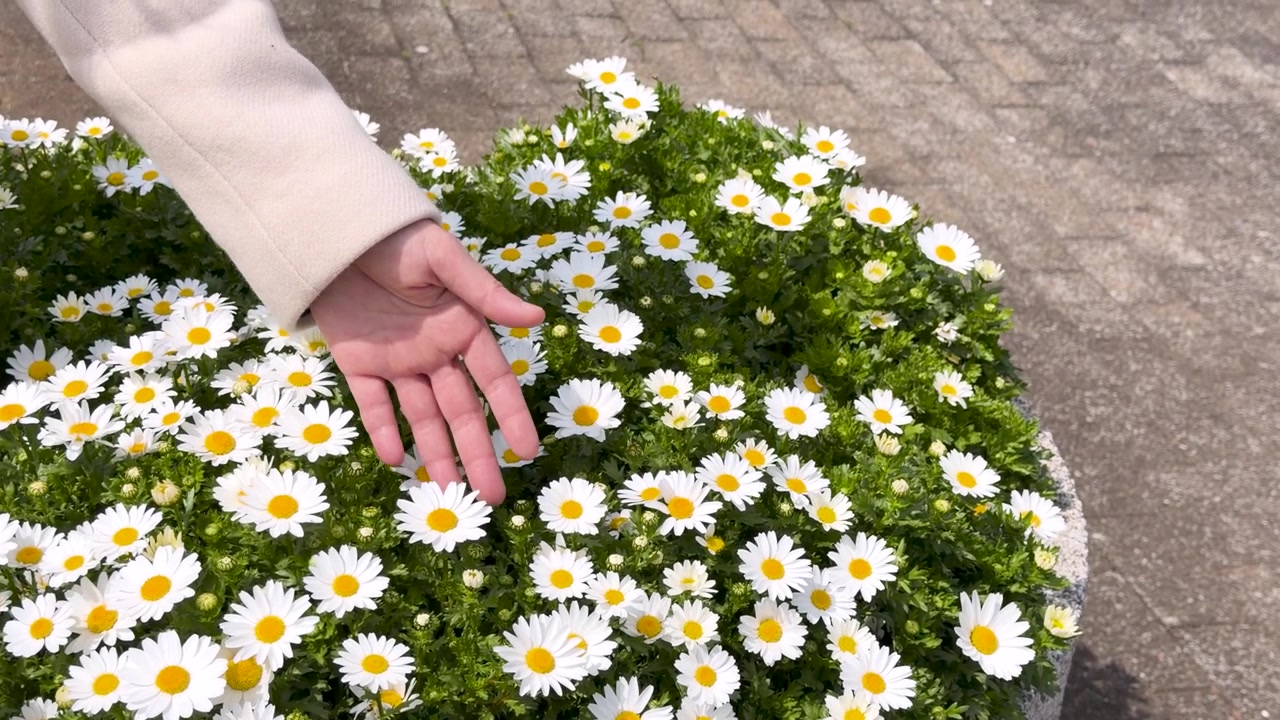 Nahaufnahme einer Frauenhand, die sanft über blühende weiße Gänseblümchen bei hellem Tageslicht streicht.