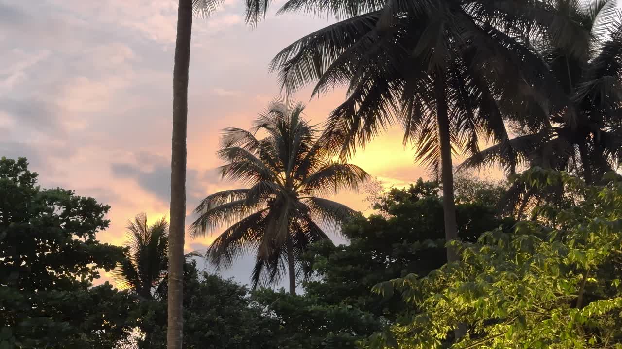 Palm Trees Against The Sunset Sky In Bengaluru, India. - wide shot