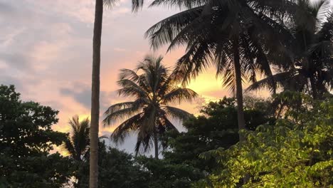 palm trees against the sunset sky in bengaluru, india. - wide shot