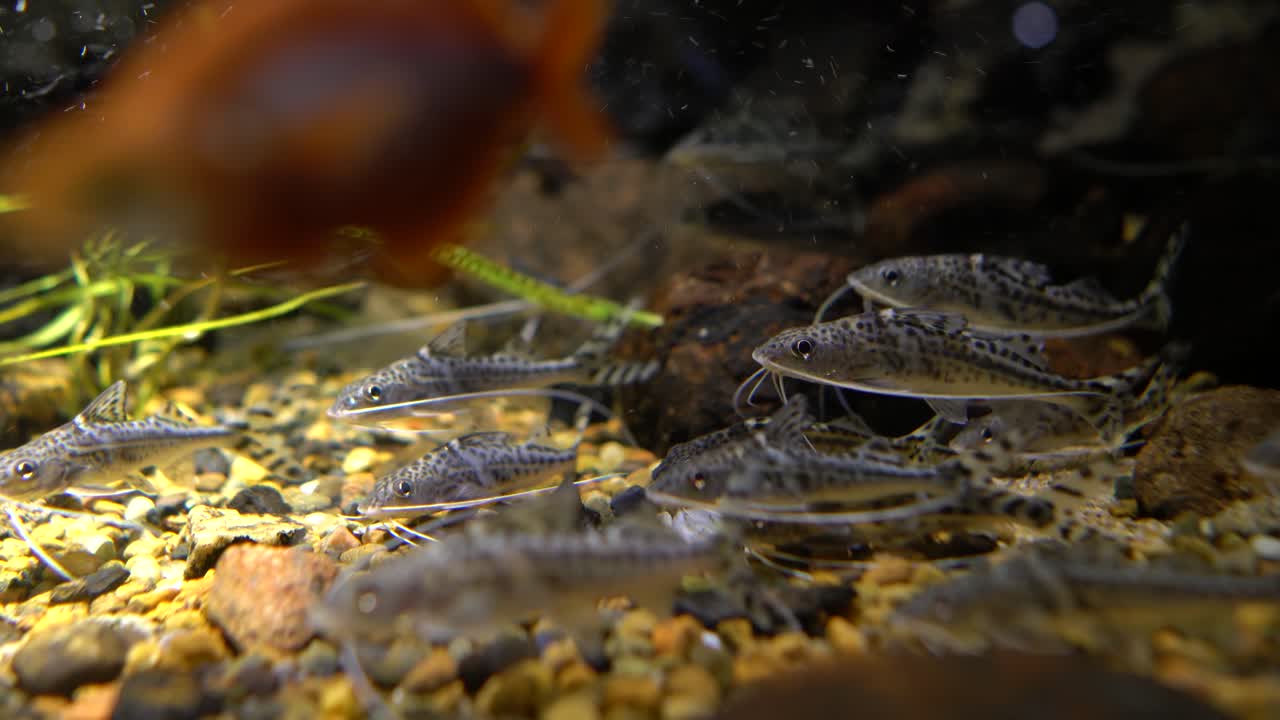 Pesce gatto Pictus, (Pimelodus pictus).