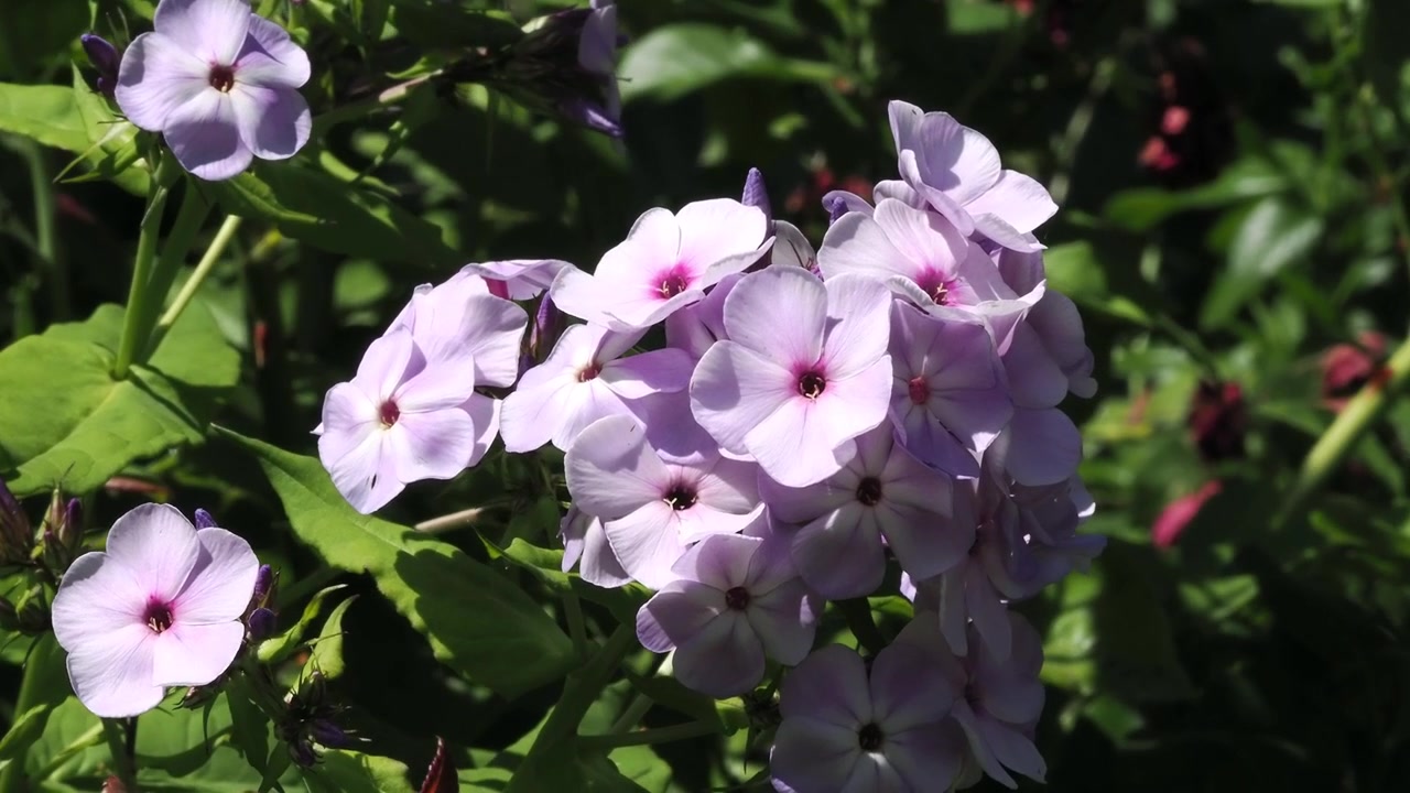 Pink phlox flowers opened fully for the sunshine in an English garden