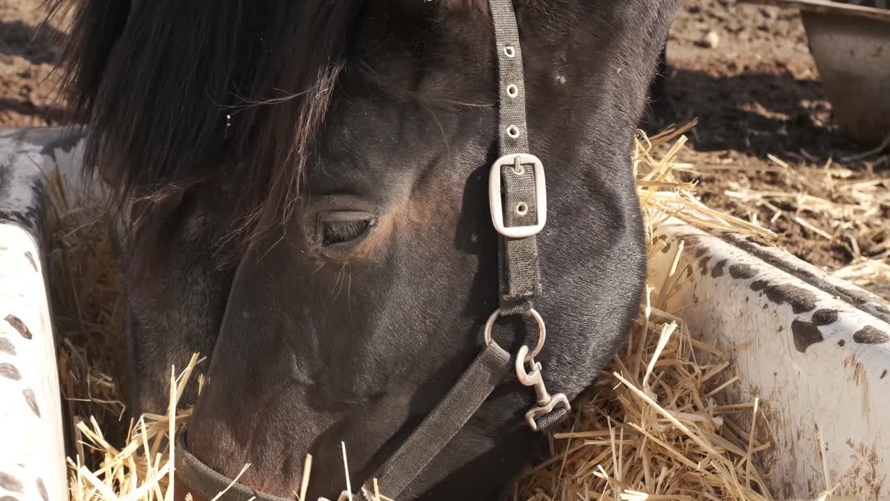 Majestic black horse savoring hay from a rustic trough in a tranquil farm setting