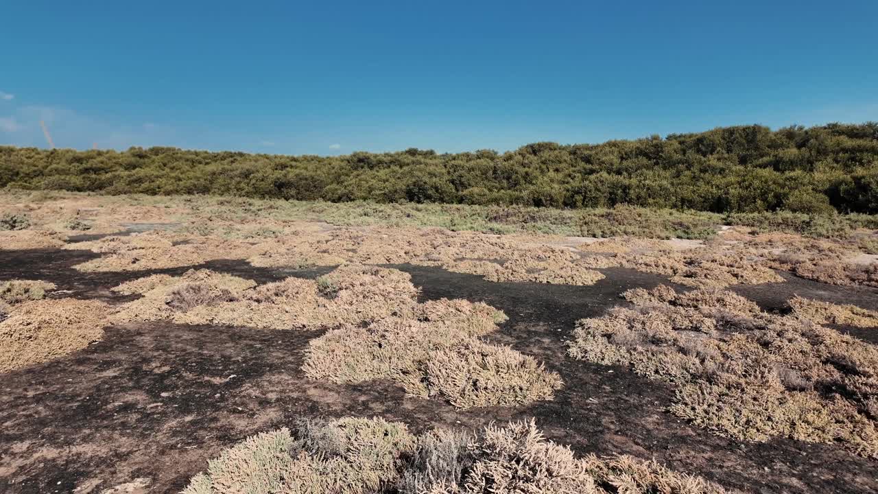 Al Zorah Mangrove in Ajman, UAE, a serene haven for wildlife and nature lovers.