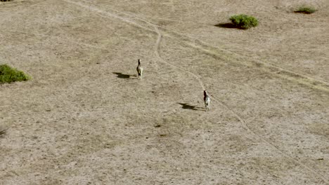 pair of africa zebras running through namibia desert plains, aerial