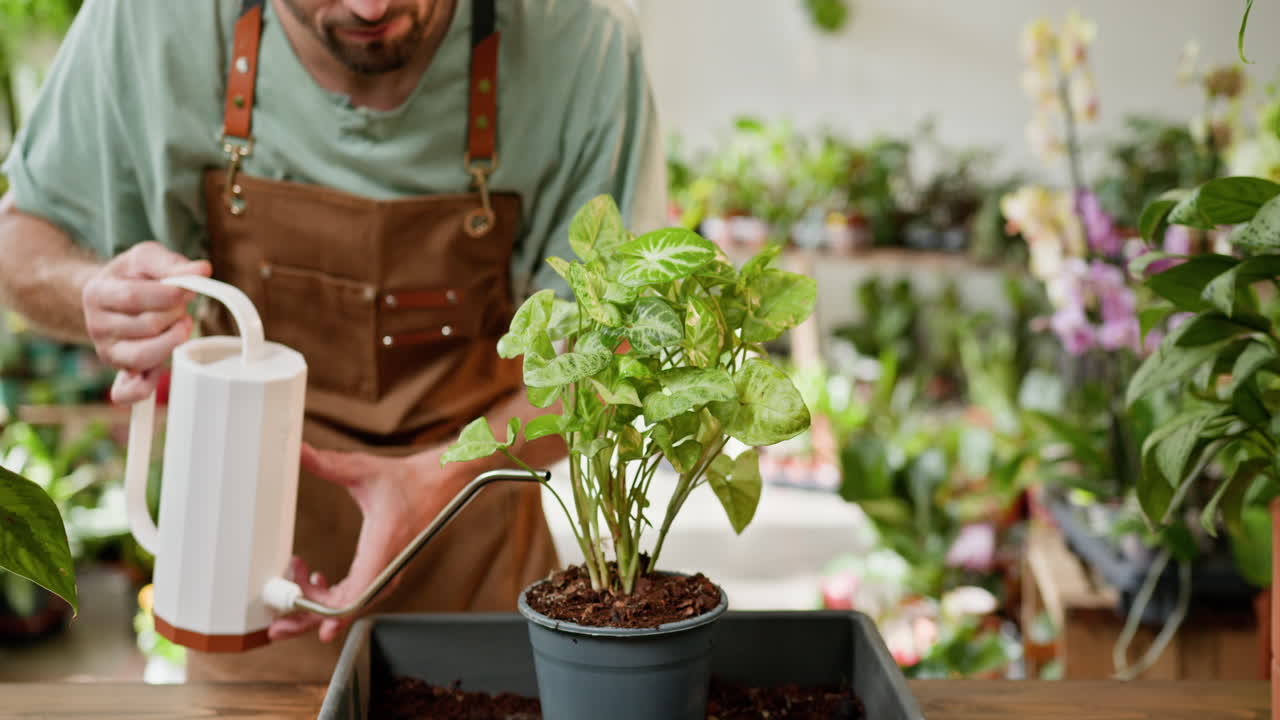 jardinero regando plantas en una tienda