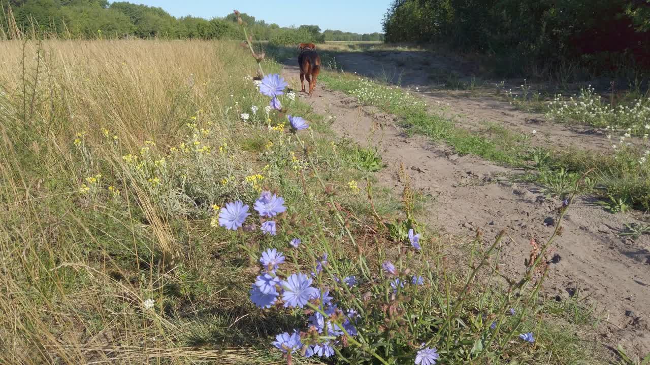 un perro caminando en una escena de la naturaleza