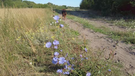 Un-Perro-Entrando-En-Una-Escena-De-La-Naturaleza