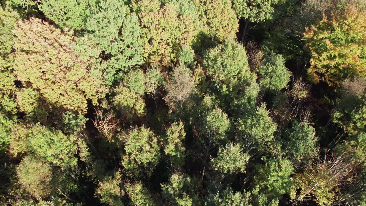 vista de ojo de pájaro de arriba hacia abajo de las copas de los árboles en un hermoso bosque - dolly y tiro de inclinación