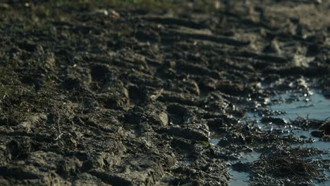 muddy terrain with deep footprints and puddles at lonjsko polje krapje